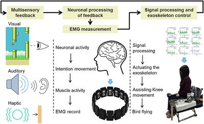 Development of an EMG-Controlled Knee Exoskeleton to Assist Home Rehabilitation in a Game Context